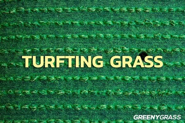 หญ้าเทียม turfting grass