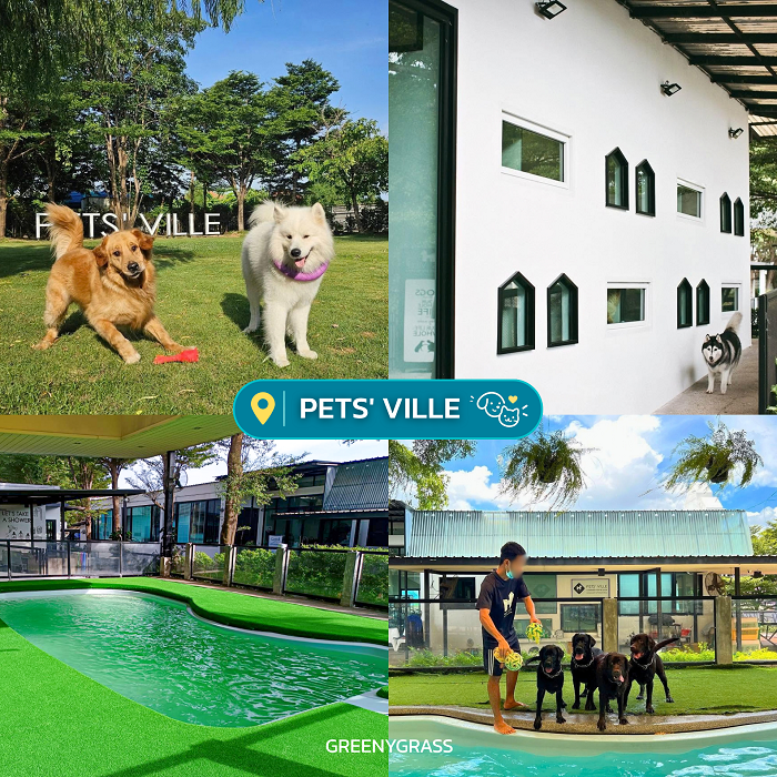PETS’ VILLE พื้นที่วิ่งเล่นและสระว่ายน้ำสำหรับน้องหมา