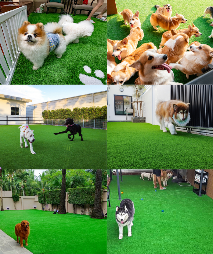 ผลงานติดตั้ง PET GRASS สำหรับสัตว์เลี้ยง