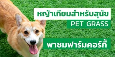 พาชมฟาร์มคอร์กี้ ที่ติดตั้งหญ้าเทียมสำหรับสุนัข PET GRASS