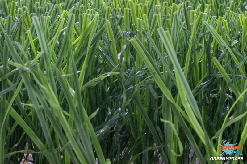Premium Artificial Grass for Landscape 3 cm. SpeedyX10 (LV-33)